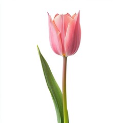 Single, peach-pink tulip, against white background
