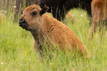 Fototapeta premium American Bison Buffalo Calf Bison Bison in Summer Grassland Wildlife Photography