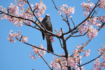 Japanese White-eye perched on white blossoms Japan Tokyo Kasai Rinkai Park