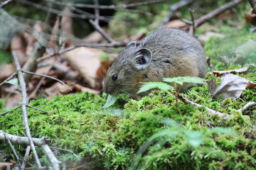 The northern pika (Ochotona hyperborea yesoensis) in Hokkaido, Japan