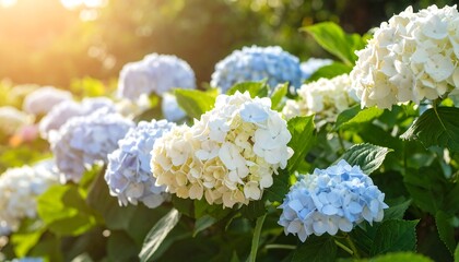 Vibrant hydrangea blooms in sunlight