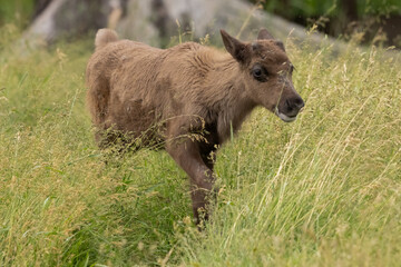 Reindeer Caribou Rangifer tarandus Calf in Summer Grass – Wildlife Photography