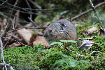 The northern pika (Ochotona hyperborea yesoensis) in Hokkaido, Japan