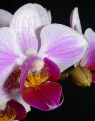 Obraz premium Close-up of vibrant orchid blossom
