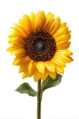 Obraz premium Single bright yellow sunflower with dark brown center, lush green leaves, and long stem, isolated against a pure white background