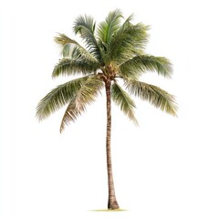Isolated coconut palm tree against white background