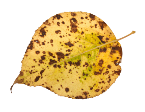 A single golden leaf with a spotted pattern and a ruffled edge, isolated on a clean white background.