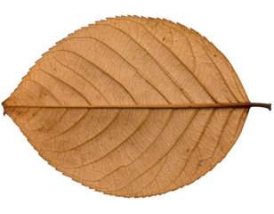 An oval, smooth brown leaf with a rounded tip, isolated on a clean white background.