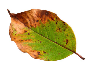 A vibrant green leaf with reddish-brown spots and a prominent stem, isolated on a clean white background.