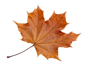 Obraz premium A textured brown leaf with a pointed shape and prominent stem, isolated on a clean white background.