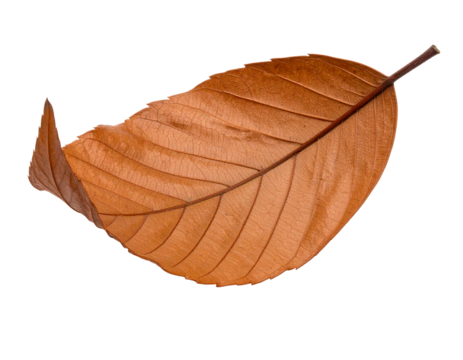 An oval, smooth brown leaf with a rounded tip and prominent stem, isolated on a clean white background.