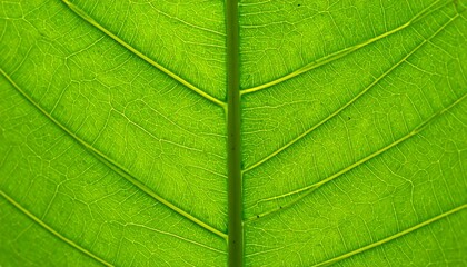 Obraz premium Close-up of a vibrant green leaf (3)