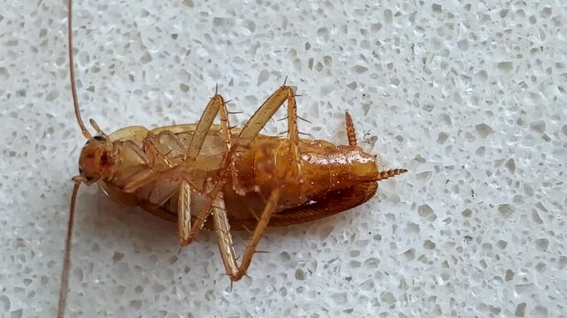 A cockroach lies on its back affected by poison.