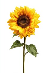 Obraz premium Single sunflower, bright yellow petals, dark brown center, green leaves, long stem, isolated white background