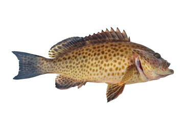 Naklejka premium fresh brown dot grouper fish