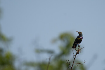 A vibrant male Sunbird perched on a thin branch against a soft, blurred background.
