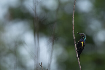 A vibrant male Sunbird perched on a thin branch against a soft, blurred background.