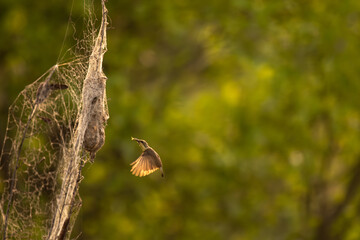 Small Sunbird feeding its chicks in a hanging nest covered with spider webs. the bird holding food in its beak and approaching the nest against a soft, blurred background.