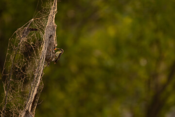 Mother Sunbird feeding its chicks in a hanging nest. The parental care and nurturing behavior in nature, with the adult bird holding food in its beak and the chicks eagerly waiting inside the nest.