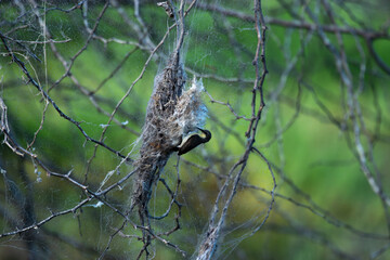 Small Sunbird try to reach its hanging nest covered with spider webs. it  approaching the nest against a soft, blurred background.