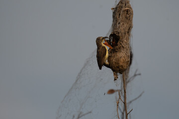 Mother Sunbird feeding its chicks in a hanging nest. The parental care and nurturing behavior in nature, with the adult bird holding food in its beak and the chicks eagerly waiting inside the nest.
