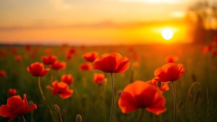 Fototapeta premium A serene sunset field filled with vibrant red poppies, bathed in warm golden light.