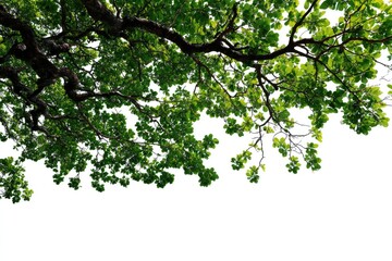 Fototapeta premium Lush green branches and leaves against a white background