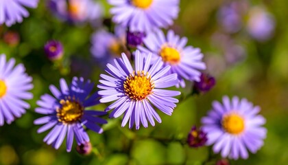Obraz premium Close-up of vibrant purple flowers