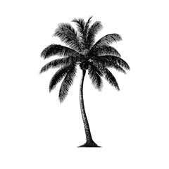Elegant Black and White Palm Tree Illustration on