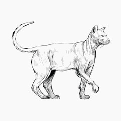 Fototapeta premium Sphynx cat animal illustration vector