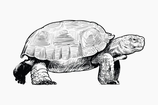black and white tortoise sketch on white clip art preview