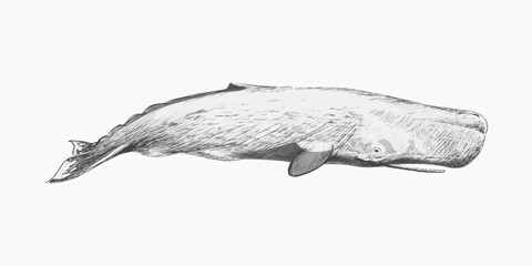 Sperm whale animal illustration vector © Rawpixel.com