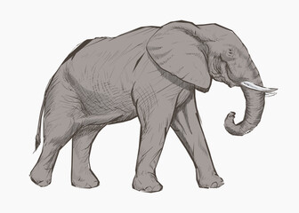 Fototapeta premium Gray elephant animal illustration vector