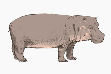 Hippopotamus sketch animal illustration vector