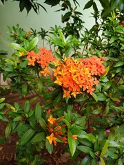 A vibrant cluster of orange Ixora flowers blooms amidst lush green foliage.