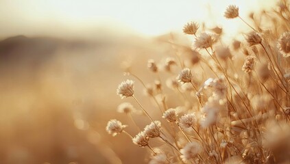 Golden sunlight filters through dried wildflowers © nur