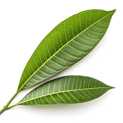 Fototapeta premium Mango leaf isolated on white background with green natural texture realistic clean design and detail