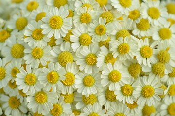 Fototapeta premium Flowers Background Blooming White Chamomile Flowers Close Up Floral Background Natural Texture Spring Summer Botany