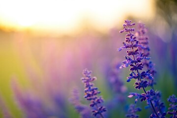 Fototapeta premium Flowers Background Serene Sunset Lavender Field Soft Focus Purple Flowers at Golden Hour
