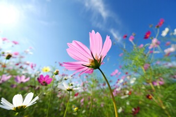 Fototapeta premium Flowers Background Vibrant Pink Cosmos Flower Blooming in a Sunny Field of Flowers under a Blue Sky