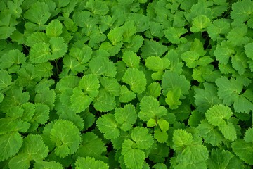Fototapeta premium Flowers Background Lush Green Foliage Vibrant Spring Leaves Natural Greenery Texture Background