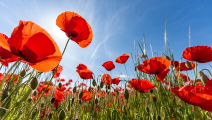 Obraz premium Nature Background Vibrant Red Poppies Blooming in a Sunny Field Close Up View of Flowers