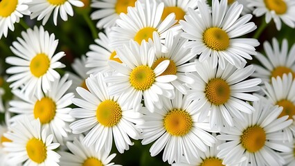 Cluster of fresh daisies with white petals and yellow centers in soft directional light.