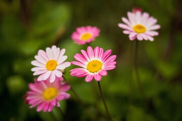 Fototapeta premium Nature Background Vibrant Pink and White Daisies Blooming in a Lush Garden Setting