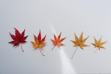 Colorful Japanese maple leaves. Colorful fallen leaves composition on white background. 