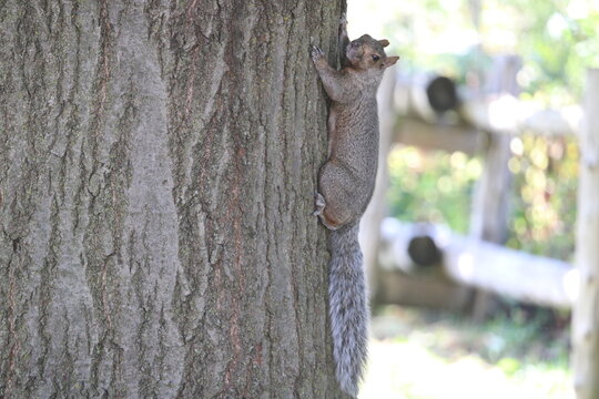 &Eacute;cureuil gris grimpant sur un tronc d&rsquo;arbre en milieu naturel