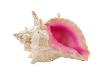 Seashell with pink interior isolated on transparent background