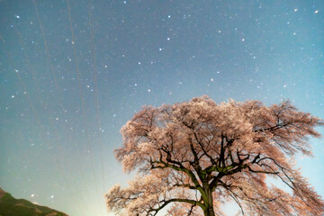わに塚のサクラの夜空