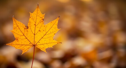 Single Golden Maple Leaf Against Blurred Autumn Background