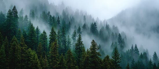 Misty mountain forest, dense evergreen trees shrouded in fog